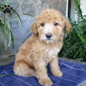Alvin, Mini Aussiedoodle Puppy